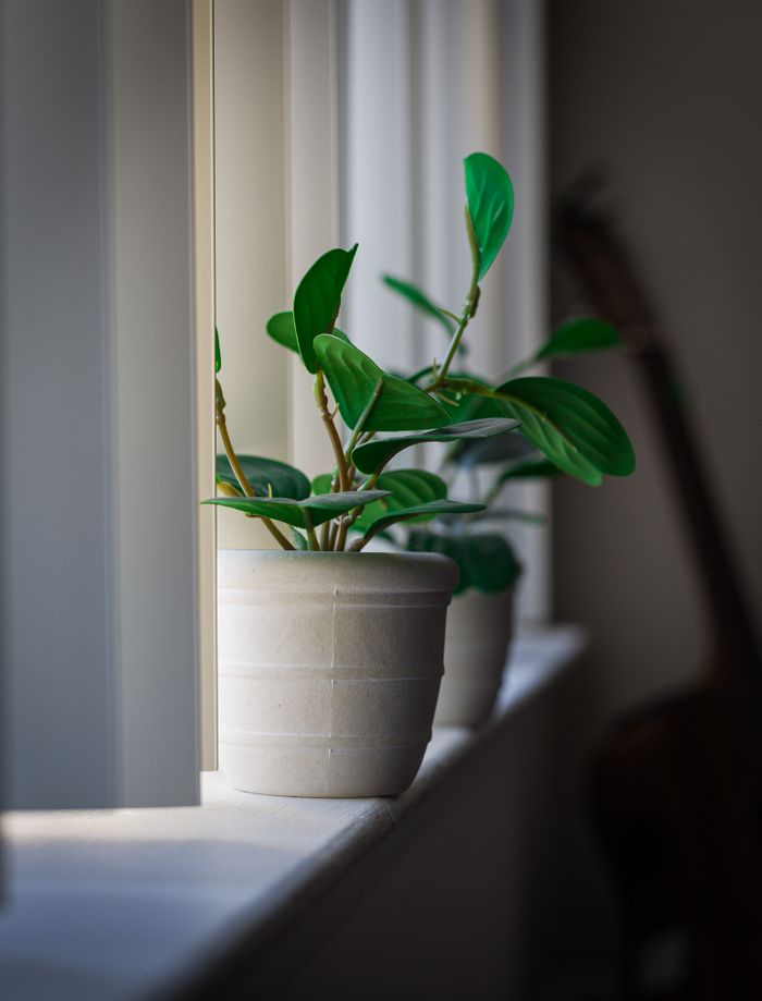 Lush potted plant on a bright windowsill, showcasing vibrant green foliage indoors.