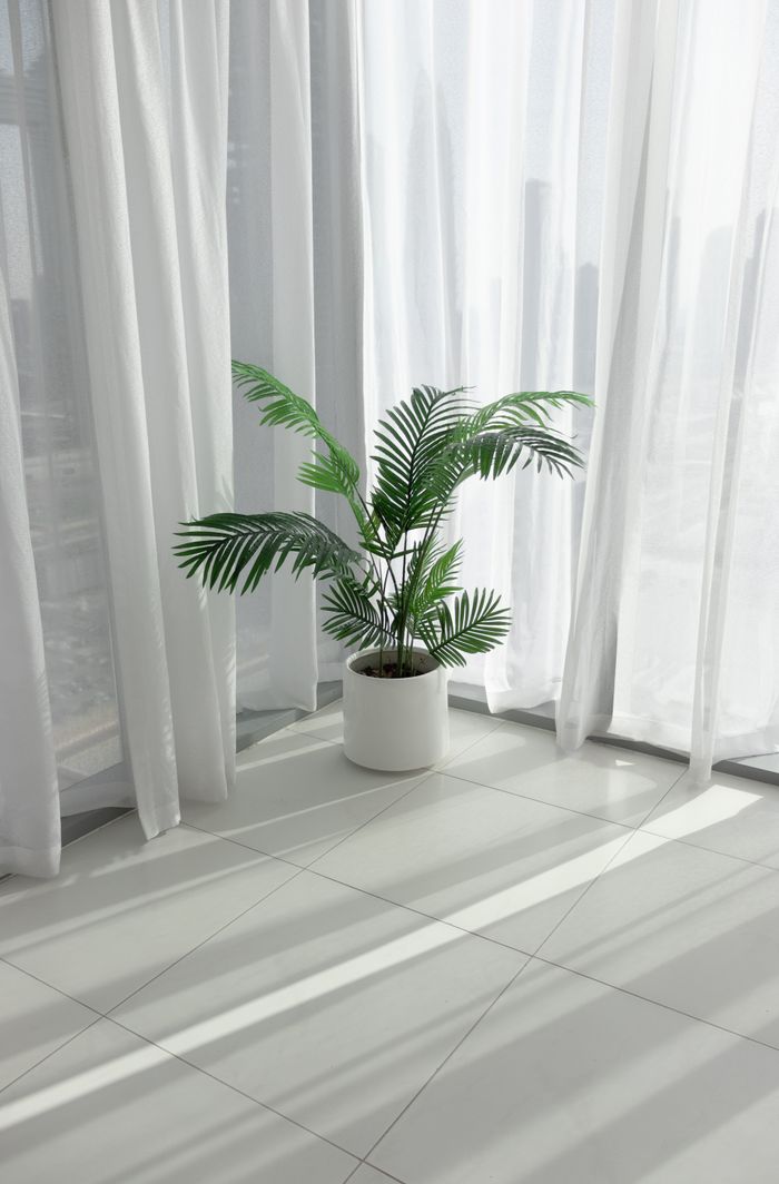 Sunlit modern interior with a potted palm plant by a white curtain, reflecting contemporary Dubai style.
