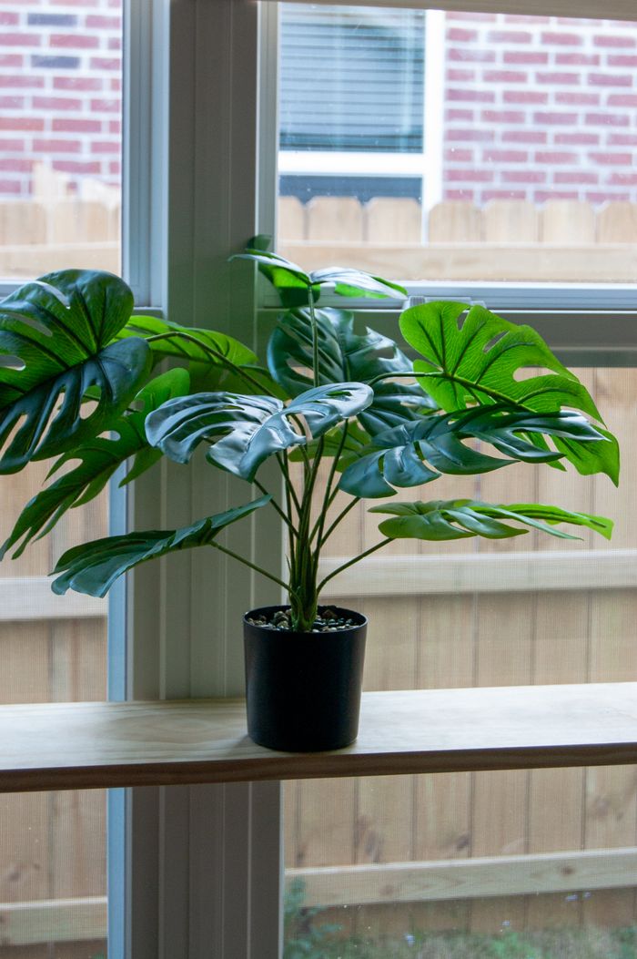 A lush monstera plant sits in a pot by a window bringing greenery & life indoors.