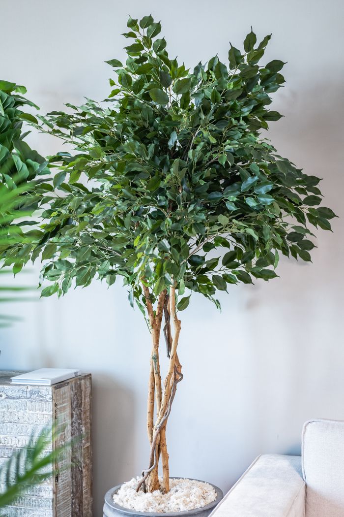 Crafting Captivating Headlines: Your awesome post title goes here A tall Ficus tree adding natural elegance to a contemporary living room interior.