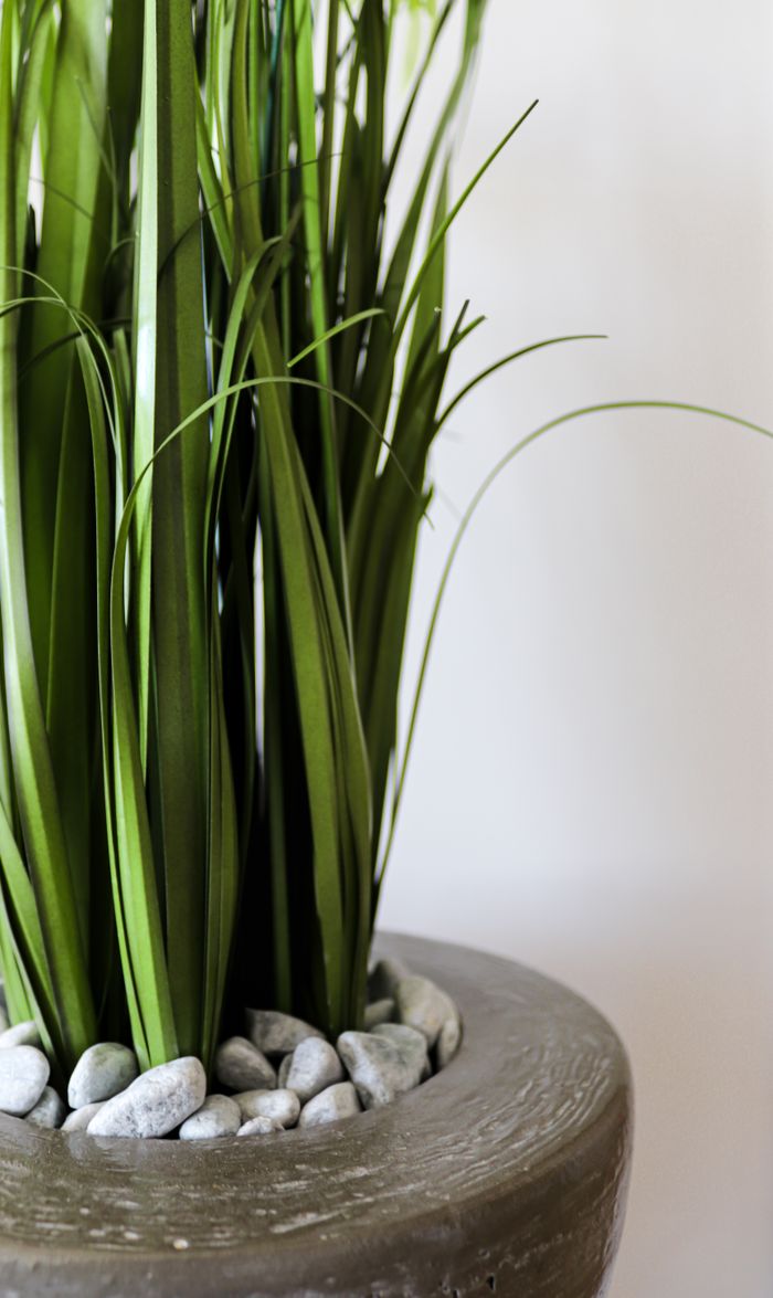The Art of Drawing Readers In: Your attractive post title goes here Close-up of a decorative indoor potted plant with green leaves and pebbles.