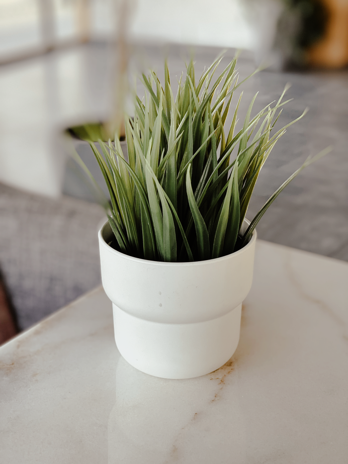 Simple green indoor plant in a white pot on a marble table, adding a touch of nature to modern interiors.