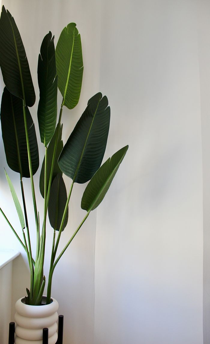 A stylish houseplant in a modern pot, accentuating a minimalist white wall.