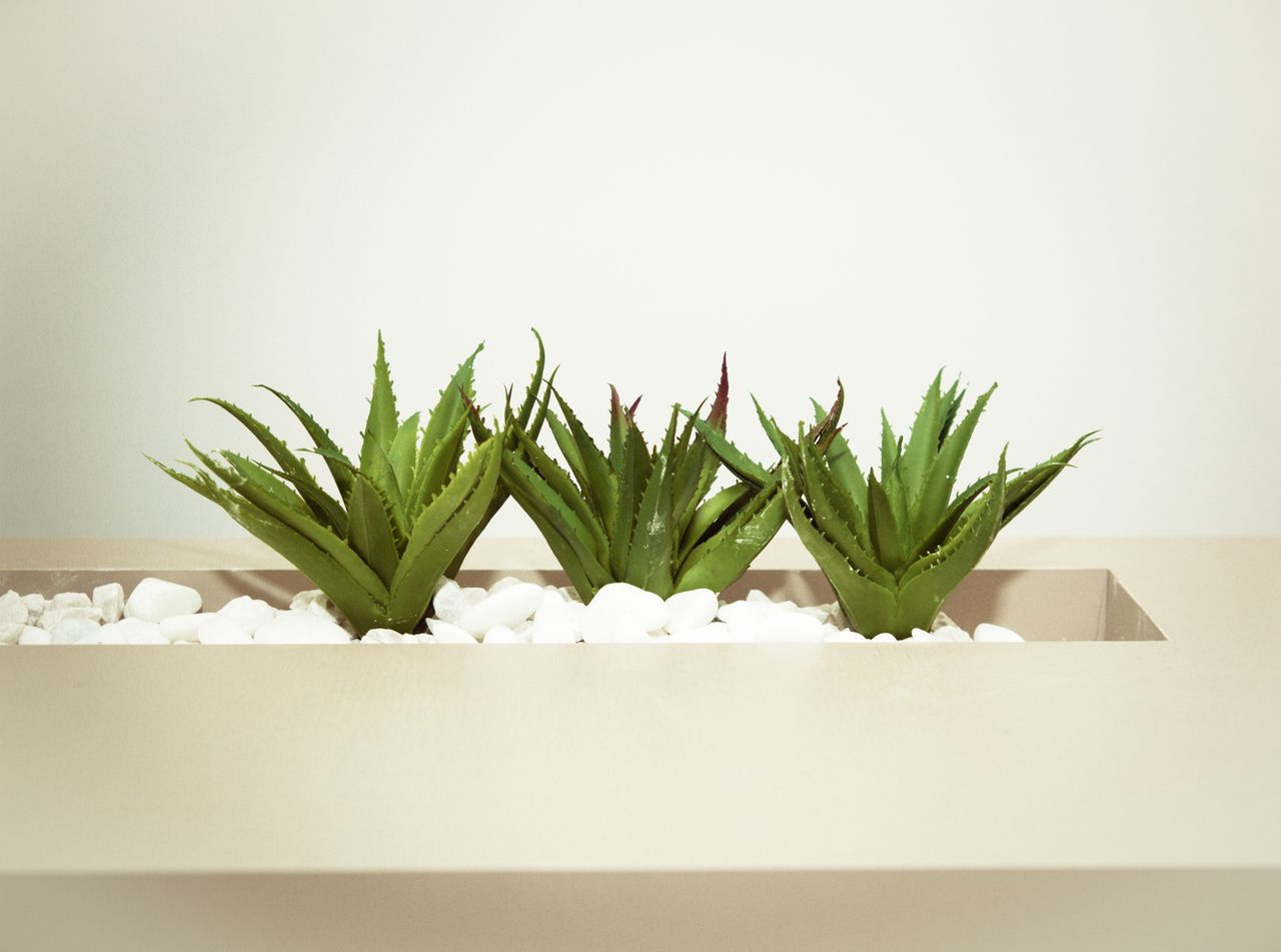 Three aloe vera plants in a minimalist planter with white stones.